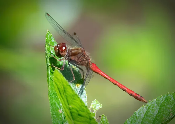 Man Höst Meadowhawk Dragonfly Myles Standish State Forest Massachusetts — Stockfoto