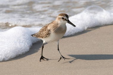 Sandpiper, Massachusetts 'teki Allen' s Pond Vahşi Yaşam Sığınağı 'nda bariyer sahilinde yürüyor. 