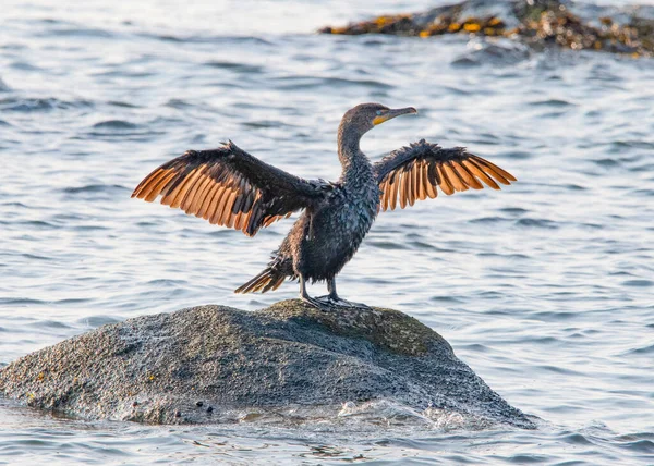 Double Crested Cormorant Drying His Wings Plunge Buzzards Bay Massachusetts — Stock Photo, Image