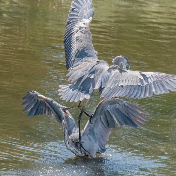 Great Blue Herons Dueling Mattapoisett River Estuary Massachusetts — Stock Photo, Image