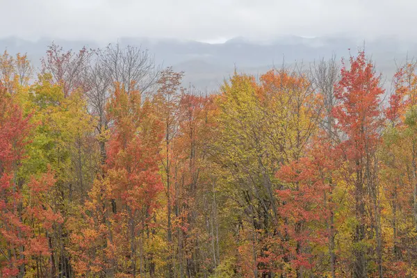 Ekim yeşillikleri, İkiz Zelanda Sıradağları, Beyaz Dağlar, New Hampshire
