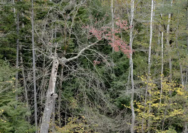 Скелетное Дерево Вдоль Тропы Линкольн Вудс Хребет Франкония Нью Гэмпшир Стоковое Изображение