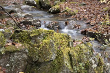 Little River 'ın yosunlu kayası ve akarsu deresi, Kuzey İkiz Yolu, New Hampshire 