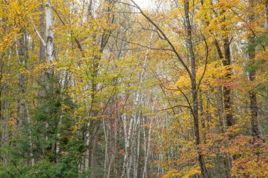 Lincoln Ormanındaki Doğu Yakası Yolu, Beyaz Dağ Ulusal Ormanı, New Hampshire 