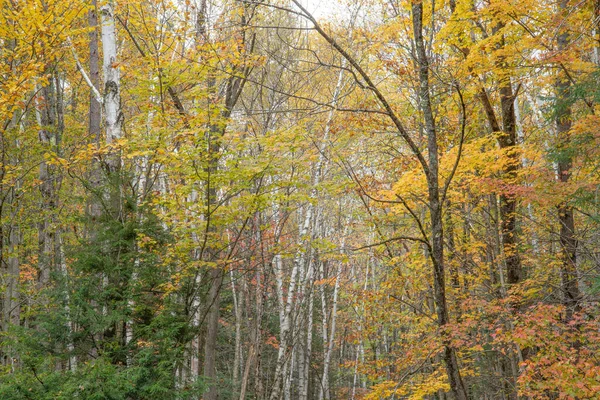 Истсайдская Тропа Линкольн Вудсе Национальный Лес Уайт Маунтин Нью Гемпшир Лицензионные Стоковые Фото