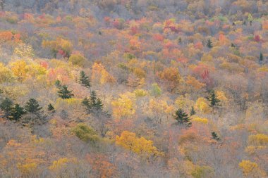 Kuzey Sugarloaf 'un zirvesinden, Beyaz Dağlar, New Hampshire