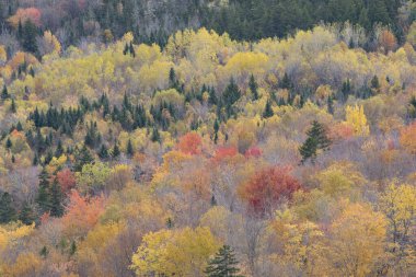 Kuzey Sugarloaf, Beyaz Dağlar, New Hampshire 'ın zirvesinden Ekim renkleri