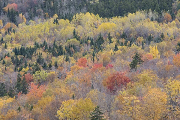 Cor Outubro Cume Pão Açúcar Norte Montanhas Brancas New Hampshire Imagens De Bancos De Imagens