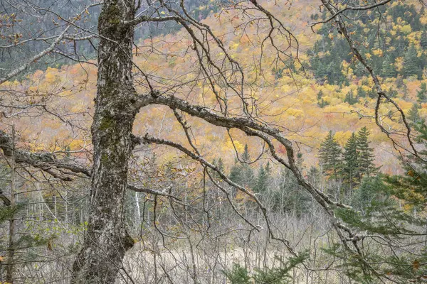 Árvore Esquelética Sam Willey Trail Crawford Notch White Mountains New Fotos De Bancos De Imagens