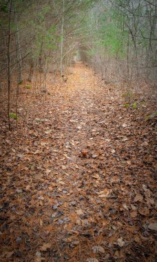 Copicut Ormanındaki At nalı Yolu, Güneydoğu Massachusetts Bioreserve