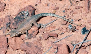 Cassidy Kemer Yolu 'nda yan lekeli kertenkele, Capitol Resif Ulusal Parkı, Utah 