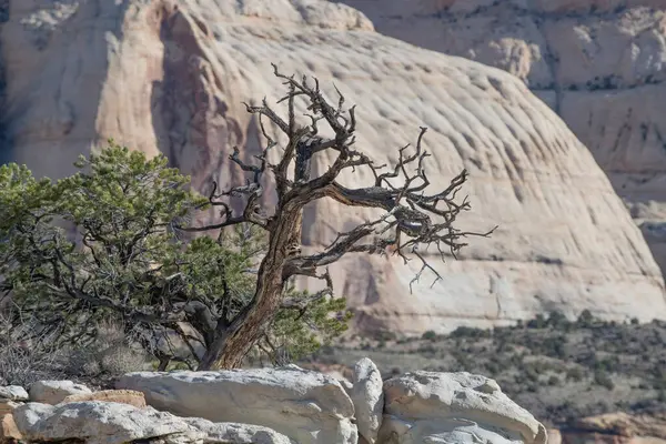 Fryingpan Patikası boyunca Pinyon Çamı, Capitol Resifi Ulusal Parkı, Utah 