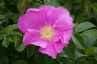 Cape Cod, Massachusetts, Buzzard Körfezi 'ndeki Plaj Gülü