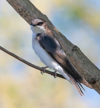 Kadın Ağaç Kırlangıcı, Assawompsett Gölet Kompleksi, Massachusetts