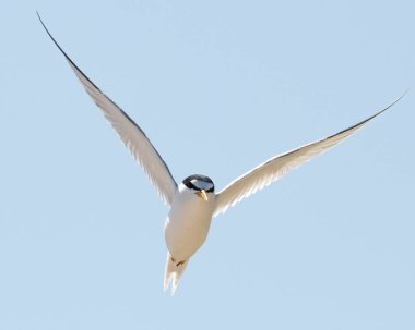 En azından Allen 's Pond Vahşi Yaşam Sığınağı, Westport, Massachusetts