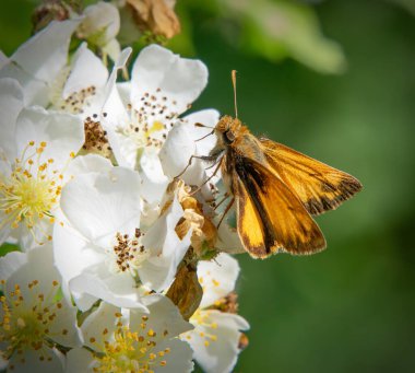 Skipper Butterfly, Nasketucket Bay Eyalet Rezervasyonunda Beyaz Bebek Gülleri üzerine, Mattapoisett, Massachusetts