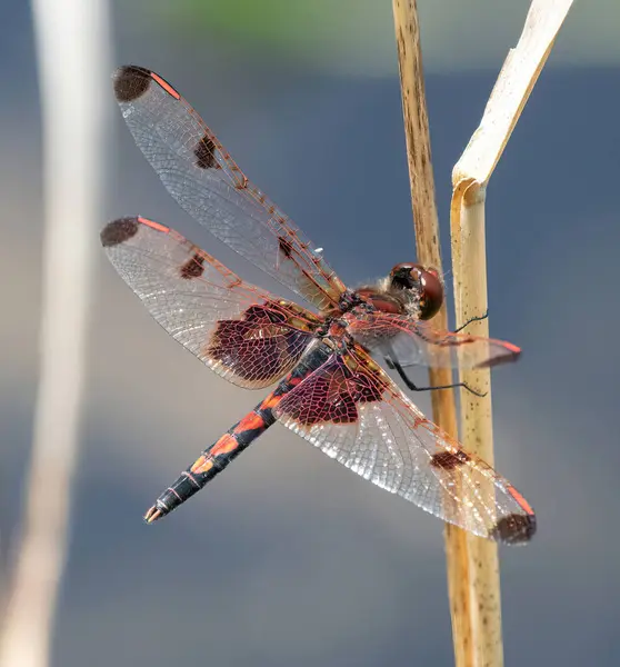 stock image Calico Pennant Dragonfly in Grassi Bog Conservation Area, Massachusetts