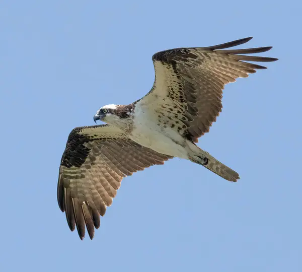 Osprey, Massachusetts, Nasketucket Körfezi Eyalet Rezervasyonu üzerinde uçuyor. 