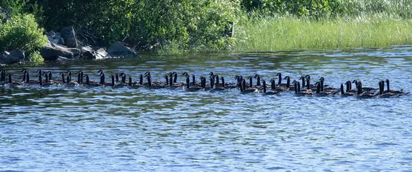 Kanada Kazları Mattapoiset Nehri 'nde, Massachusetts' in güneydoğusunda.