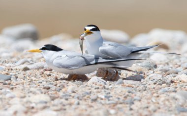 En az çiftleşen çift ve balık Allen 's Pond Vahşi Yaşam Sığınağı, Westport, Massachusetts