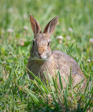 Eski Aucoot Bölgesi, Mattapoisett, Massachusetts 'te pamuk kuyruklu tavşan.