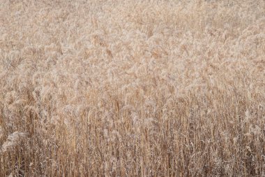 Meadow Flora Krater Gölü Yolu boyunca, San Juan Sıradağları, Colorado