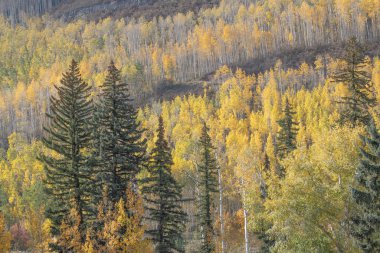 San Juan Sıradağları 'nda karışık bir orman, güneybatı Colorado 