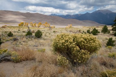 Büyük Kum tepeleri Ulusal Parkı, Colorado 'da tavşan fırçası ve çayırlar