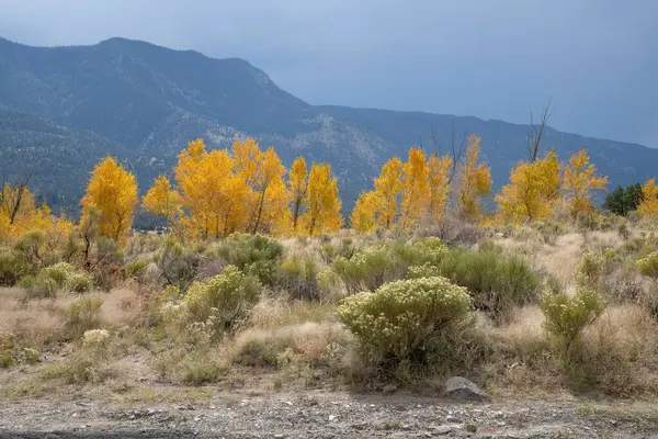 Sisli dağlar ve güneşli bitki örtüsü, Büyük Kum tepeleri Ulusal Parkı, Colorado