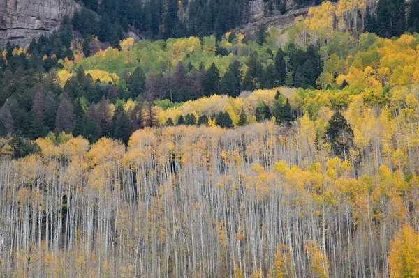 San Juan Sıradağları 'nda karışık bir orman, güneybatı Colorado