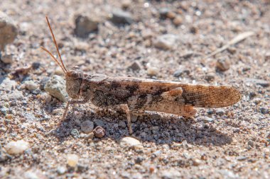 Bandwing Grasshopper, Great Sand Dunes Ulusal Parkı, Colorado 