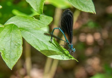 Flora B. Peirce Patikası, New Bedford, Massachusetts 'te Abanoz Mücevheri Kız Sineği. 