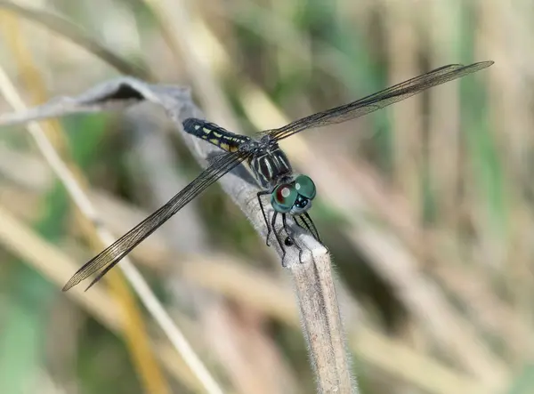 Blue Dasher Dragonfly, Acushnet River Reserve, Massachusetts 