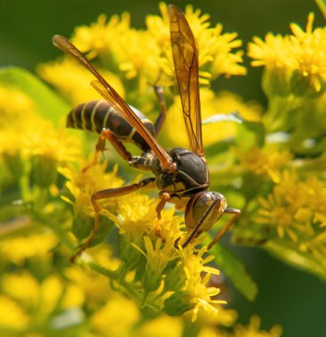 Wernick Çiftlik Yolu, Dartmouth, Massachusetts Kağıt Arısı