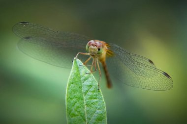 Myles Standish Eyalet Ormanı 'nda Meadowhawk Dragonfly, Carver, Massachusetts