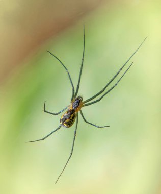 Film Kubbesi Örümceği, Myles Standish Eyalet Ormanı, Massachusetts