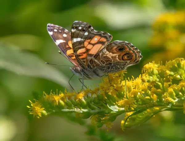 Amerikan Leydi Kelebeği ve Goldenrod, Mattapoisett, Massachusetts