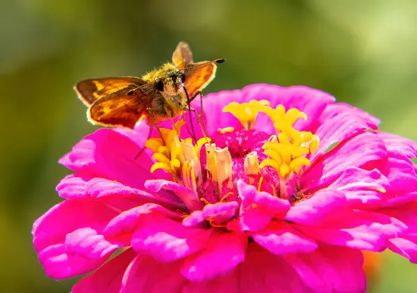 Skipper Butterfly ve Zinnia Westport Ormanı, Massachusetts