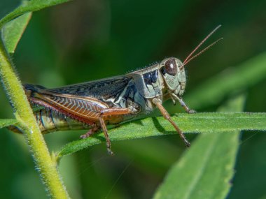 Weetamoo Ormanı, Tiverton, Rhode Island 'da kırmızı bacaklı Çekirge