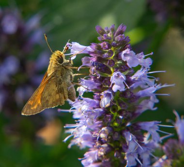 Skipper Butterfly ve Purple Hyssop, Westport Ormanı, Massachusetts