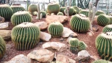 Kaktüs Mammillaria sp. Bir seradaki çorak bitkiler - bitki bakımı, Mammillaryalar Meksika 'ya özgüdür..