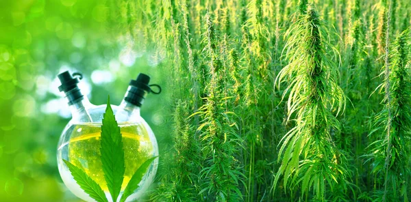 Rund Flaska Med Cannabis Olja Extrakt Gröna Cannabisväxter Växer Begreppet — Stockfoto