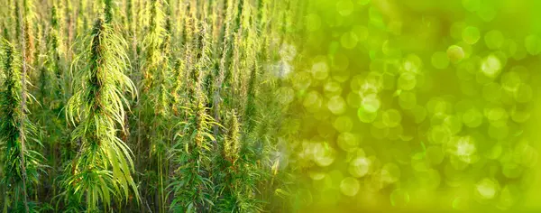 Cultivo Plantas Cannabis Verde Campos Cannabis Medicinal Concepto Legalización Marihuana — Foto de Stock