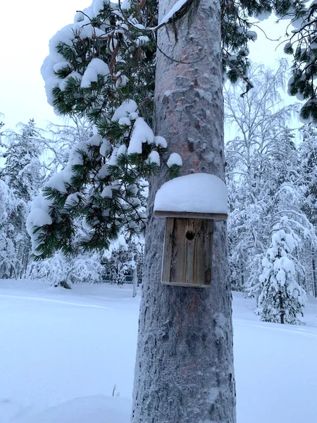 Krásná Rozmazaná Zimní Krajina Silná Vrstva Sněhu Ptačí Boudě Stromy — Stock fotografie