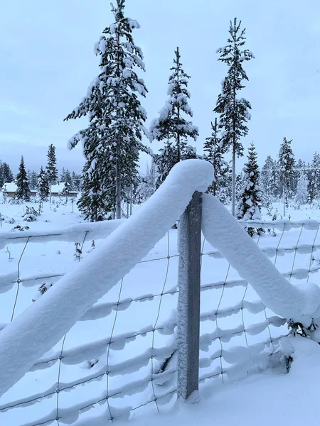 Αγρόκτημα Ελαφιών Χιονισμένο Δρόμο Σκι Παχύ Στρώμα Χιονιού Καλώδια Φράχτη — Φωτογραφία Αρχείου
