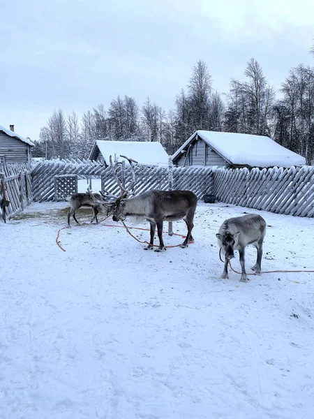 Sobí Stádo Slunném Zimním Dni Laponsko Severní Finsko Lapinkyla Resort — Stock fotografie