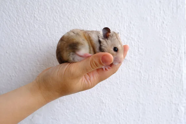 Close Portrait Beautiful Well Fed Brown Domestic Cute Hamster Stuffed — Stock Photo, Image
