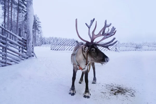 Hodowla Jeleni Słoneczny Zimowy Dzień Laponia Finlandia Północna Ośrodek Lapinkyla — Zdjęcie stockowe