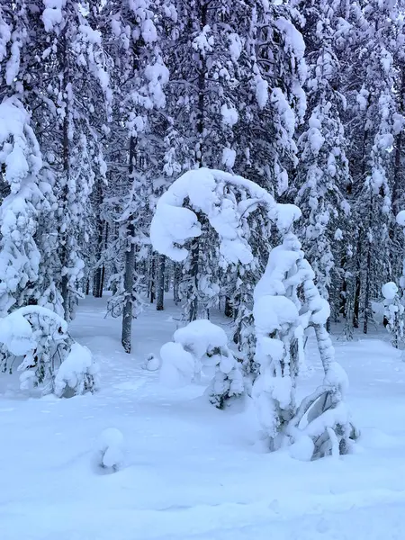 Bela Paisagem Inverno Turva Camada Grossa Neve Galhos Árvores Árvores — Fotografia de Stock