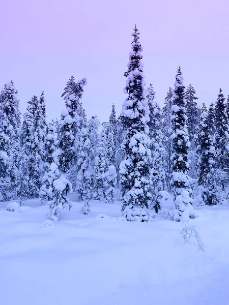 美丽而模糊的冬季风景 茂密的积雪覆盖在树枝 拉普兰积极的旅游 短暂的极天 森林中的降雪 季节性的天气观念变化 北极的美丽 — 图库照片